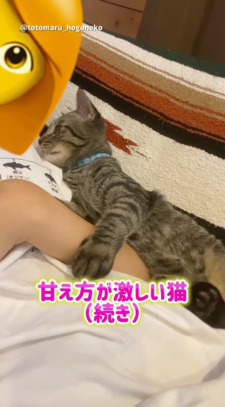 ソファに寝ている飼い主の顔を見つめる猫