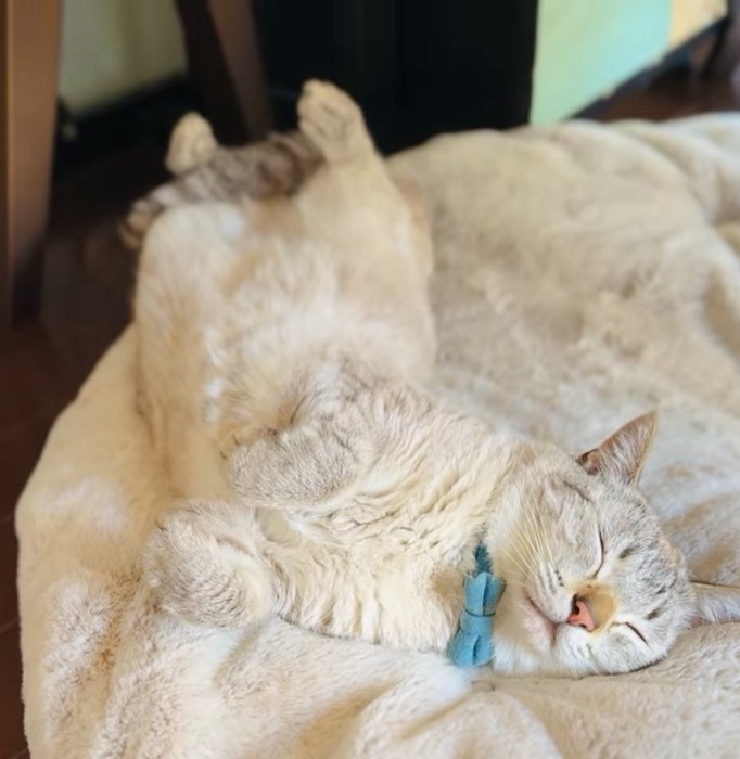 へそ天で寝ている猫