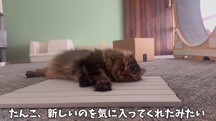 くつろぐ猫