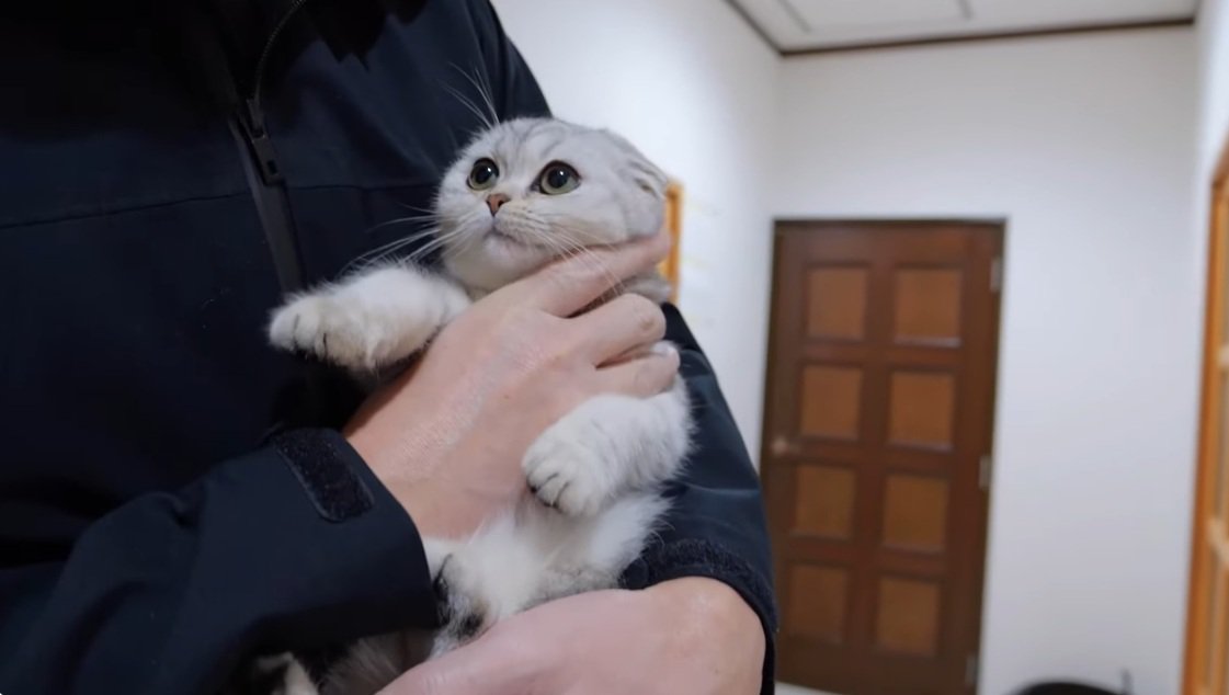 抱っこされているブリティッシュショートヘアの子猫