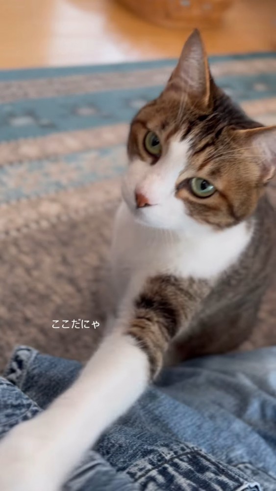 前足を伸ばす猫