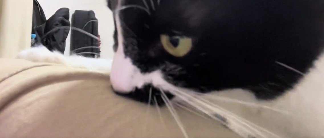 飼い主の服を噛む猫