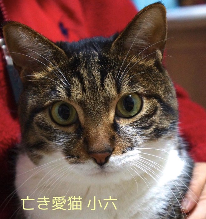 カメラ目線のキジ白「亡き愛猫小六」