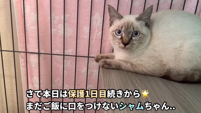 「さて本日は保護1日目続きから」