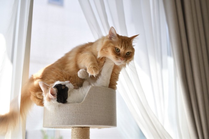 キャットタワーでじゃれ合う2匹の猫