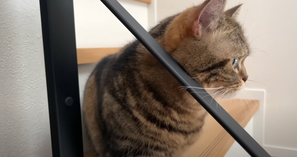 階段に座る猫