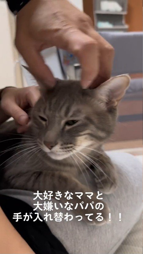 首と頭をなでられる猫