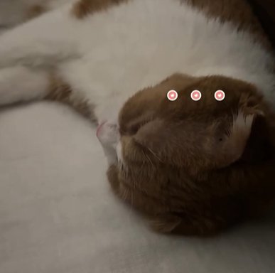 横になって眠る猫(・・・)
