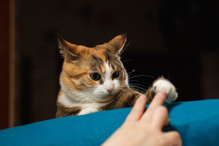 人の手にじゃれる猫