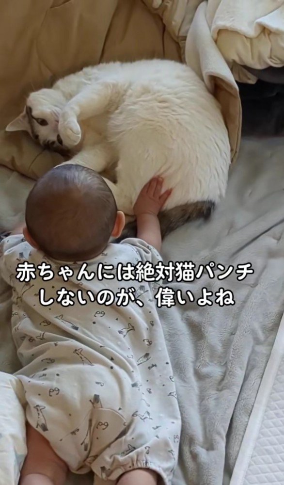 赤ちゃんと猫