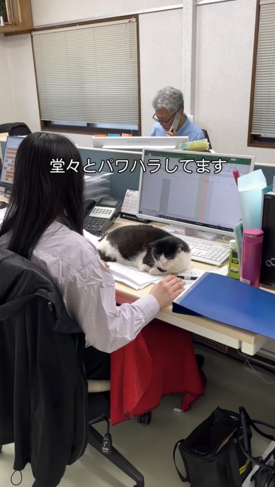 猫にパワハラを受ける女性