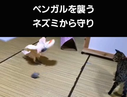 ネズミのおもちゃを見るオウムと子猫