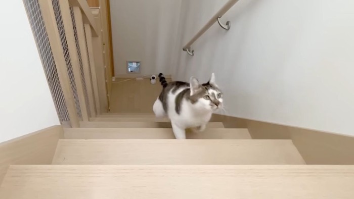 階段を駆け上る猫