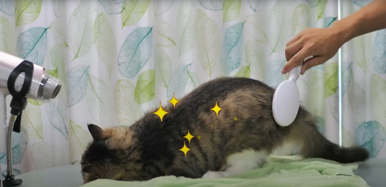 ブラシをされている猫