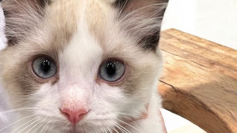 室内にいる子猫