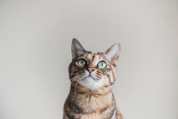 上を見上げる猫