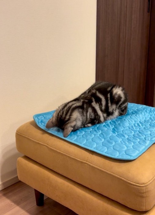 ごめん寝する猫