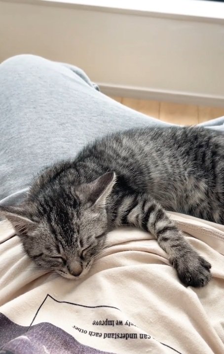 飼い主のおなかの上で眠る猫