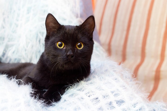 可愛い黒猫