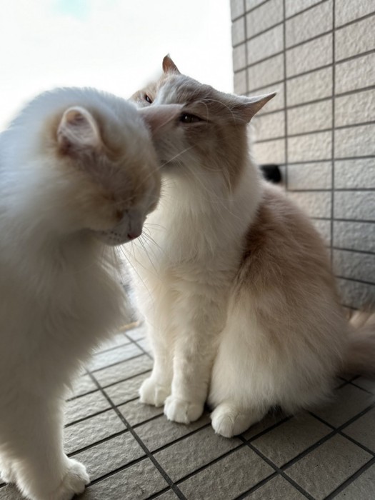 「身だしなみ、整えてあげるよ」