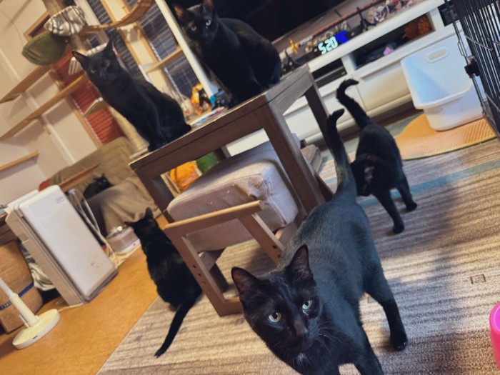 6匹の黒猫