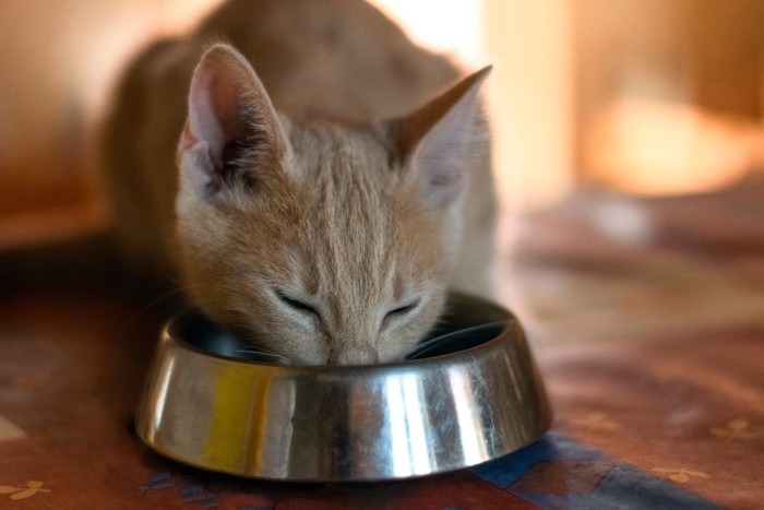 暗がりでご飯を食べる猫