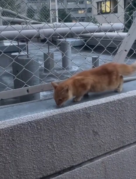 フェンスのこちら側に来てくれた茶トラの子猫