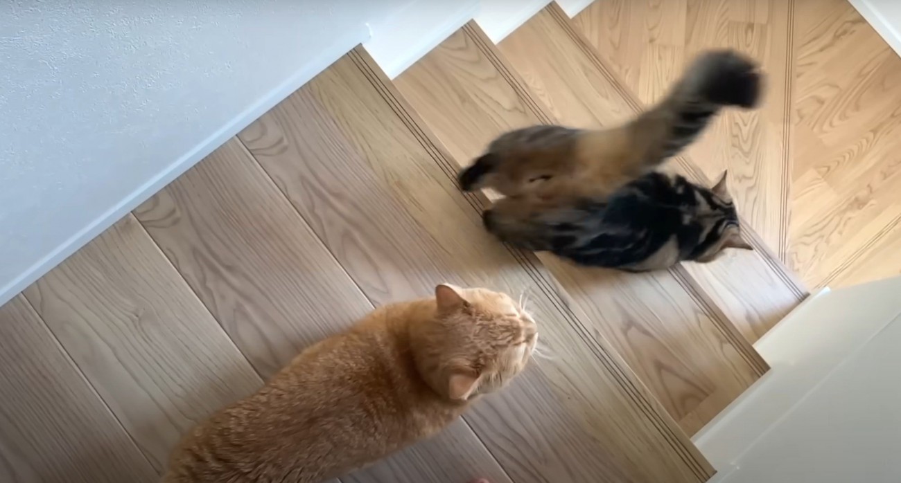 階段を降りる猫二匹