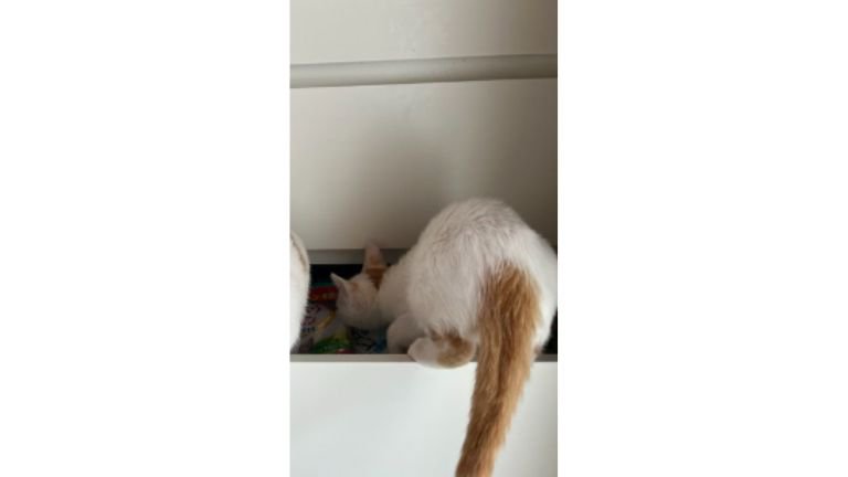 引き出しにいる猫たち