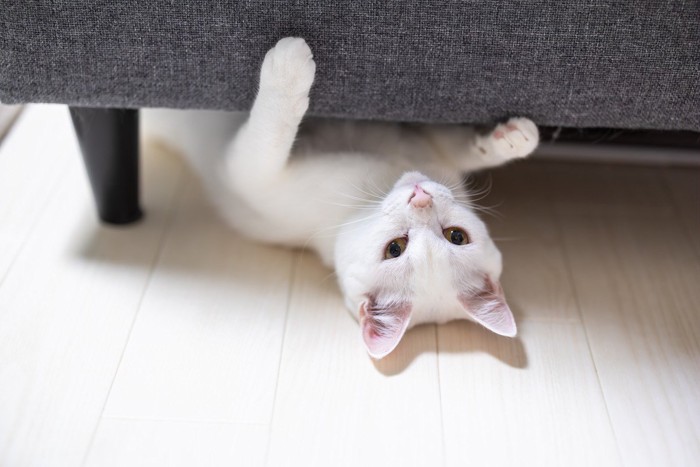ソファの下から顔を出す猫