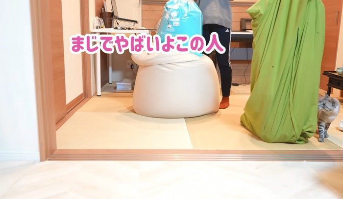 匂いを嗅ぐ猫