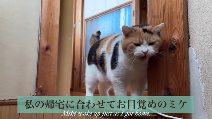 ニャッ