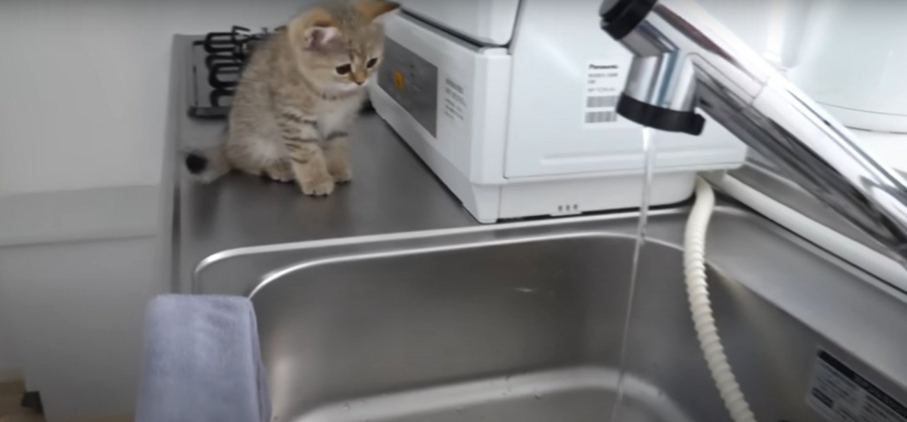 水が気になる子猫