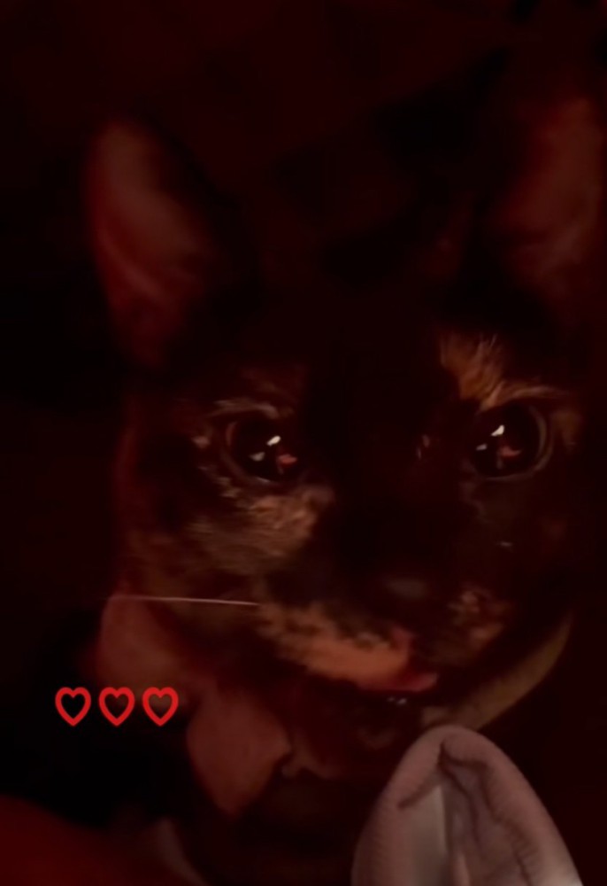 鳴き声を出す猫