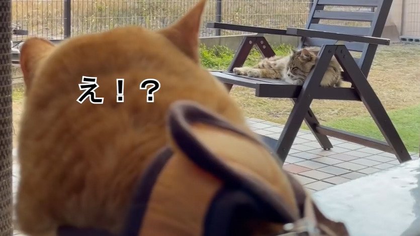 イスの上の猫を見る茶トラ猫
