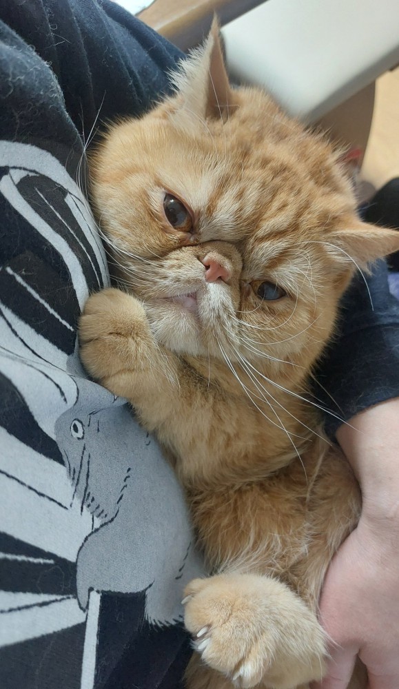 抱き着くがんもくん