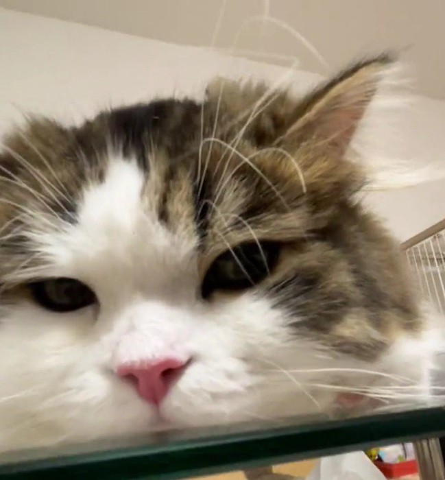 寝そべっている猫