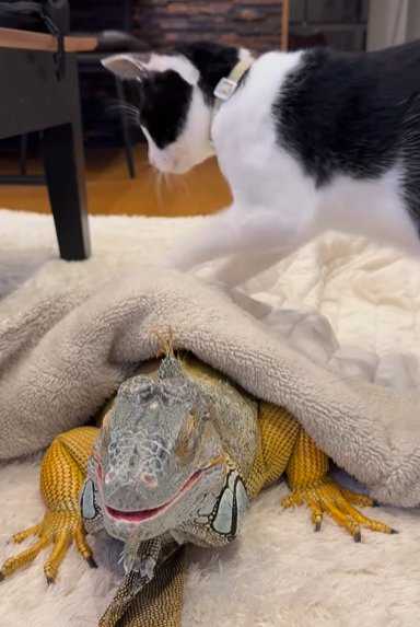 イグアナの上に上半身を乗せる猫