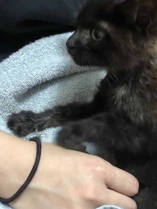 警戒しているのか緊張した表情の子猫の横顔