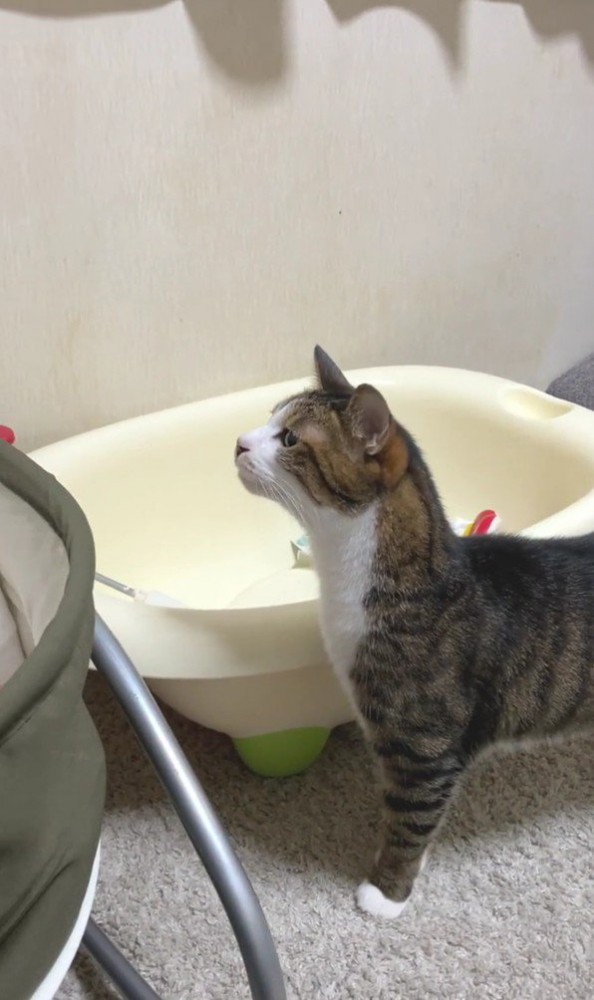 ベビーベッドと猫