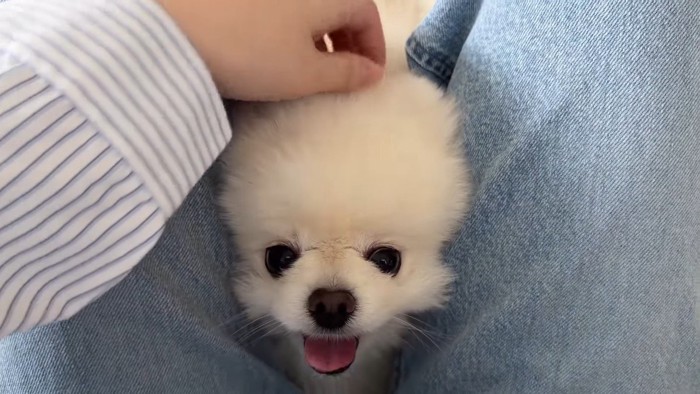 足の間から顔を覗かせる犬