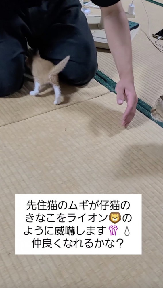 飼い主さんの股をくぐり抜ける猫