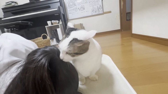 人の頭にお口を寄せる猫ちゃん(毛づくろい中)