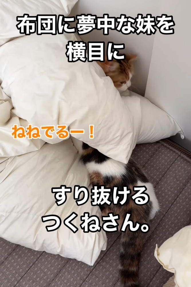 布団に顔を入れる猫と布団から出てくる猫