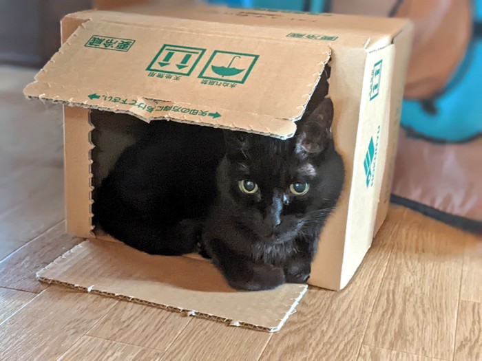 ダンボール箱に収まる黒猫