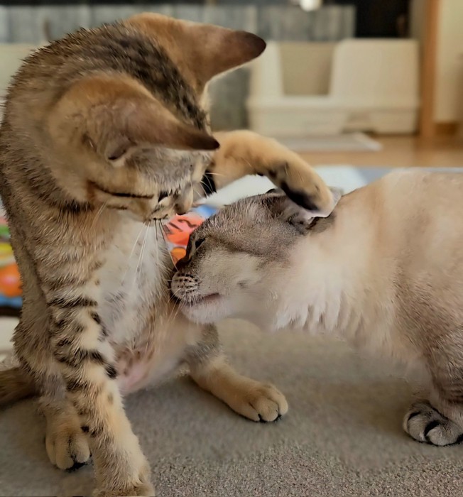 キジトラ子猫と触れ合うマンチカン猫