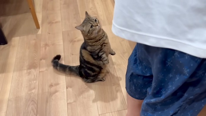 上がろうとする猫