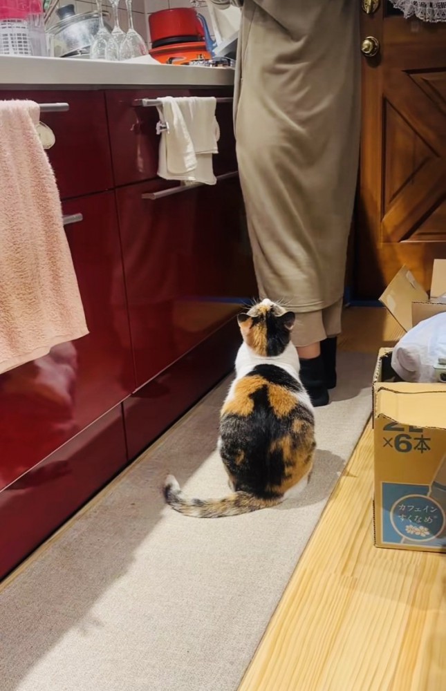 キッチンで片付けをするママを見上げて鳴く三毛猫