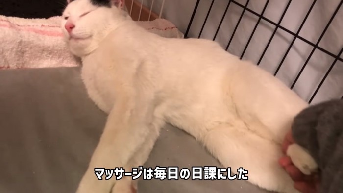 横になって目を閉じる猫