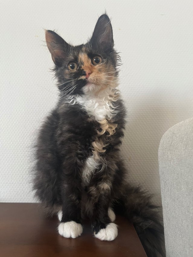 棚の上でお座りをしている子猫